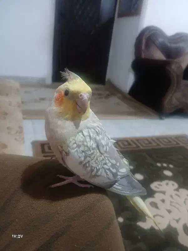 عَروس مولد|پرنده|رشت, حومه رشت|دیوار