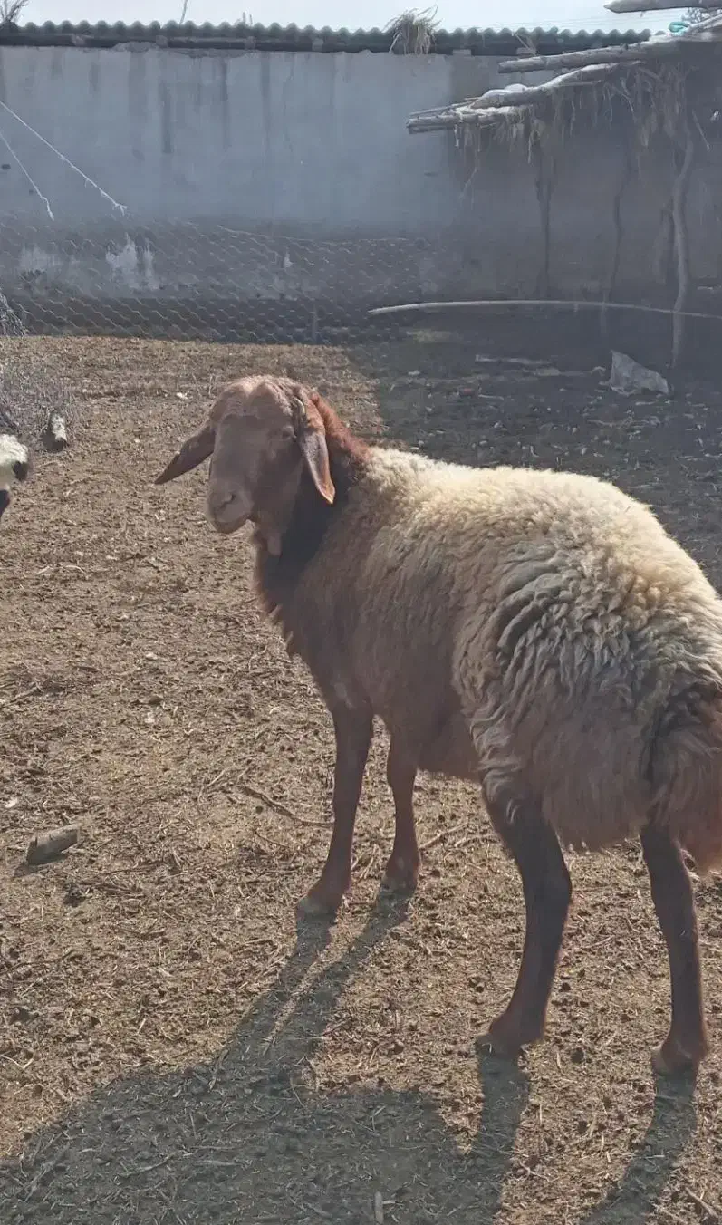 نر بره چاق|حیوانات مزرعه|علی‌آباد کتول, |دیوار