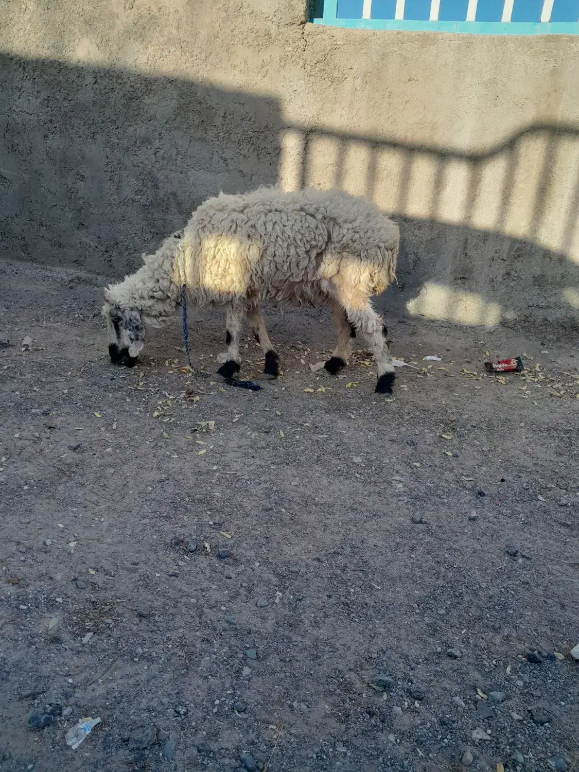 میش|حیوانات مزرعه|سربیشه, |دیوار