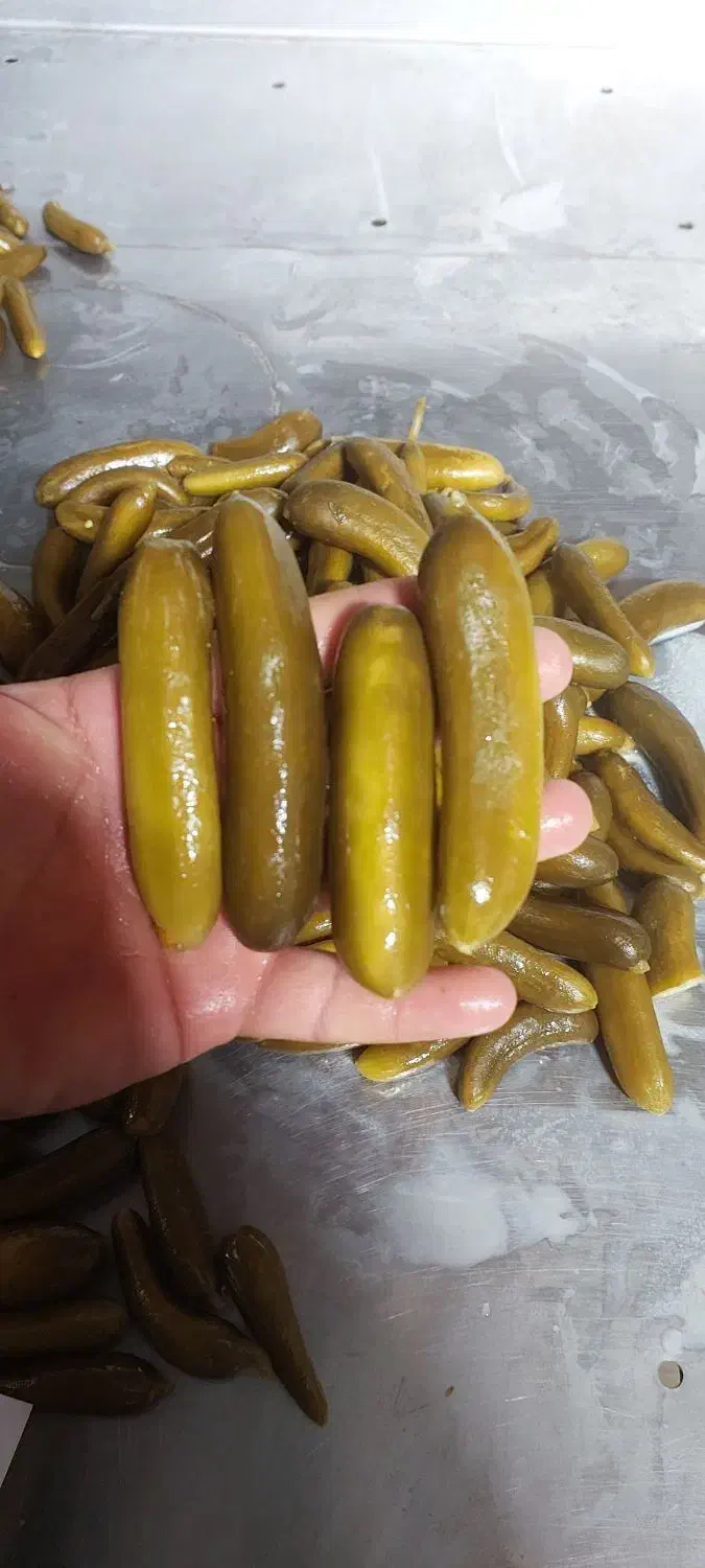 خیارشور|عمده‌فروشی|کبودرآهنگ, |دیوار