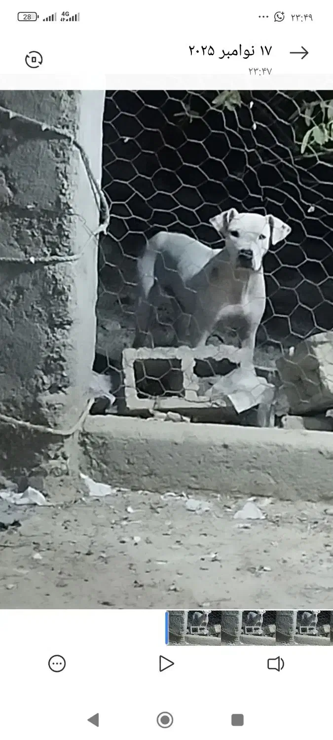 سگ داگو ماده 2ساله|سگ|میناب, |دیوار