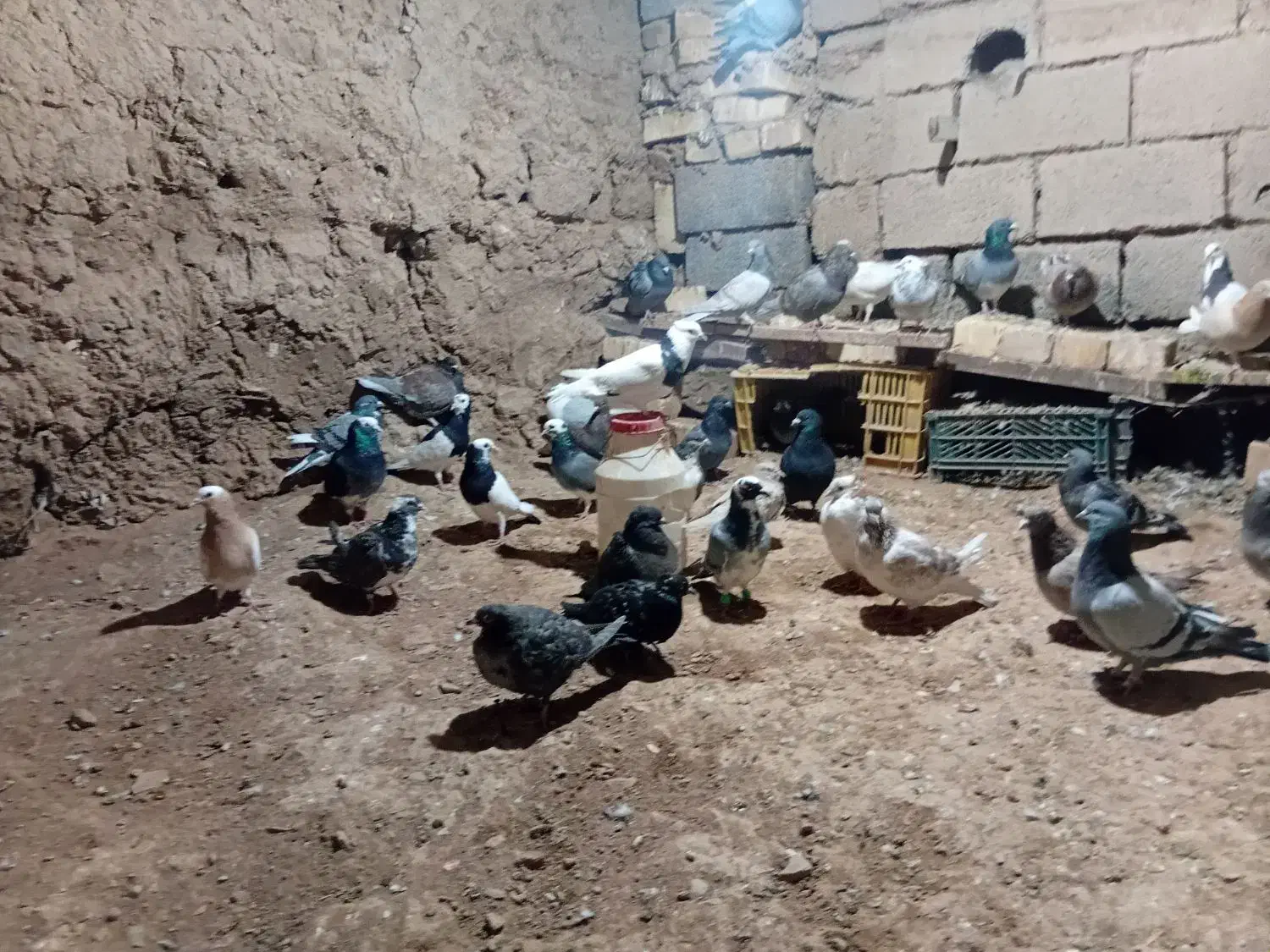 جفتی ۲۶۰|پرنده|جوین, |دیوار