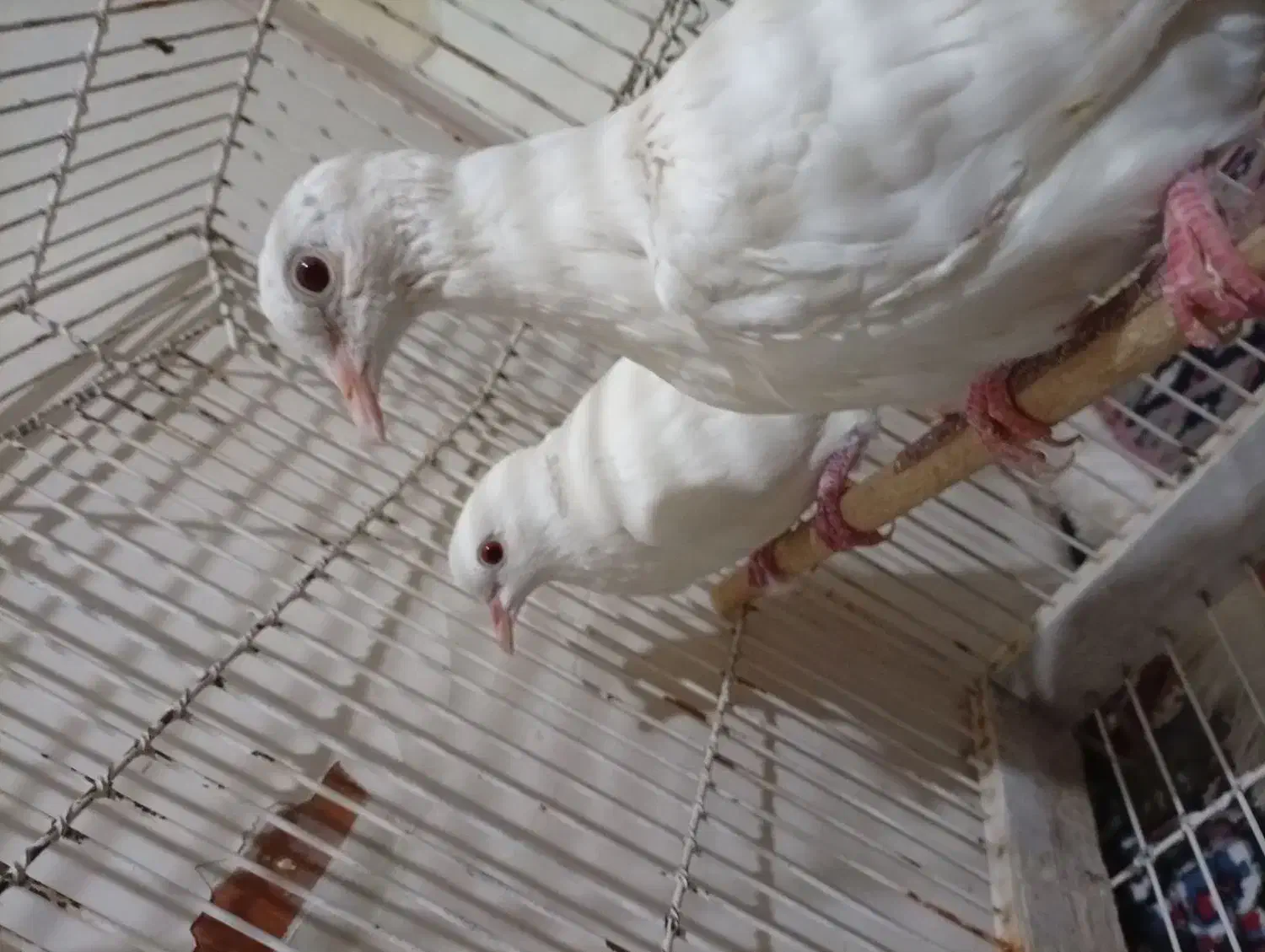 پرنده زینتی|پرنده|شیراز, تندگویان|دیوار