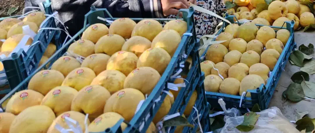 فروش 10تن به بصورت عمده|عمدهفروشی|موچش, |دیوار