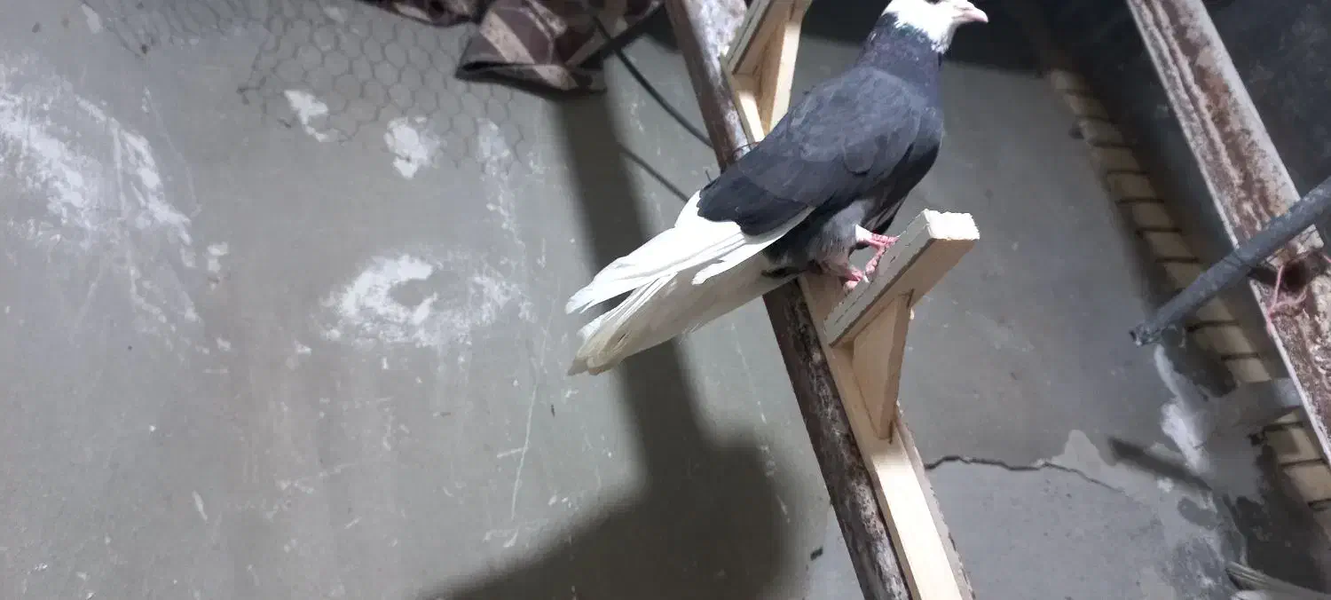 پلنگ ماده|پرنده|بم, |دیوار