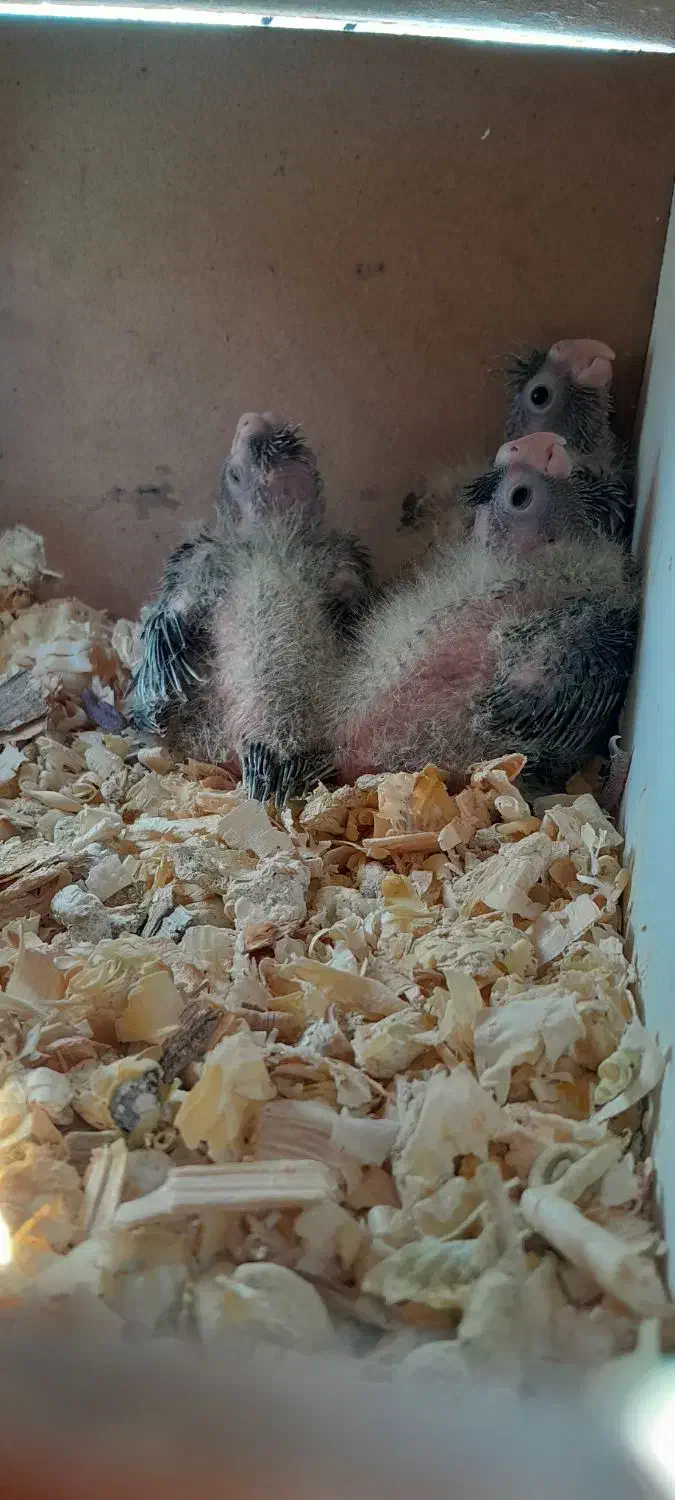 یک جفت عروس هلندی همرا ۳ عدد جوجه بزرگ|پرنده|تهران, استخر|دیوار