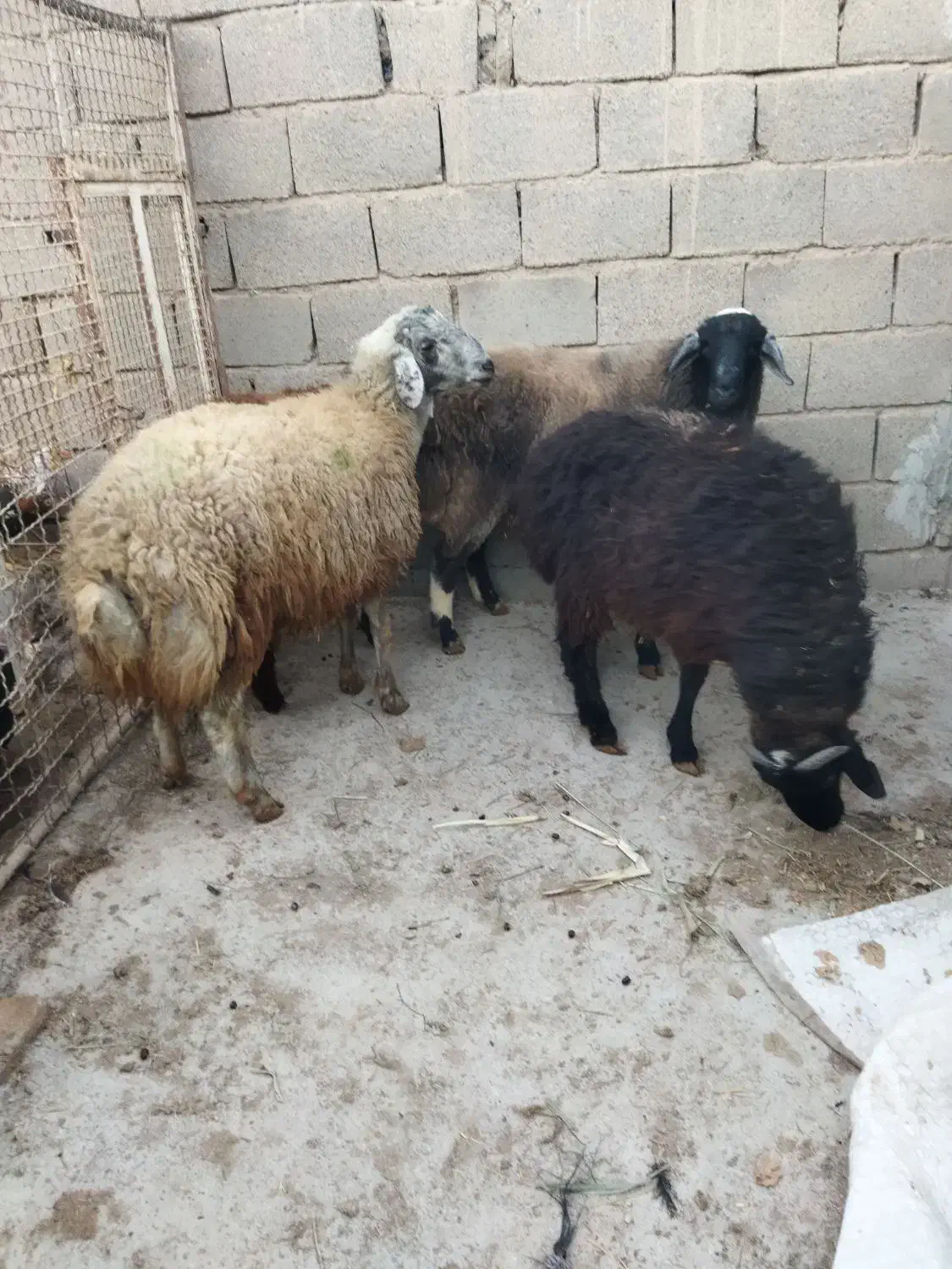 بره نر چاق در وزن های مختلف (میش.بز.شیشک)|حیوانات مزرعه|پیشوا, |دیوار