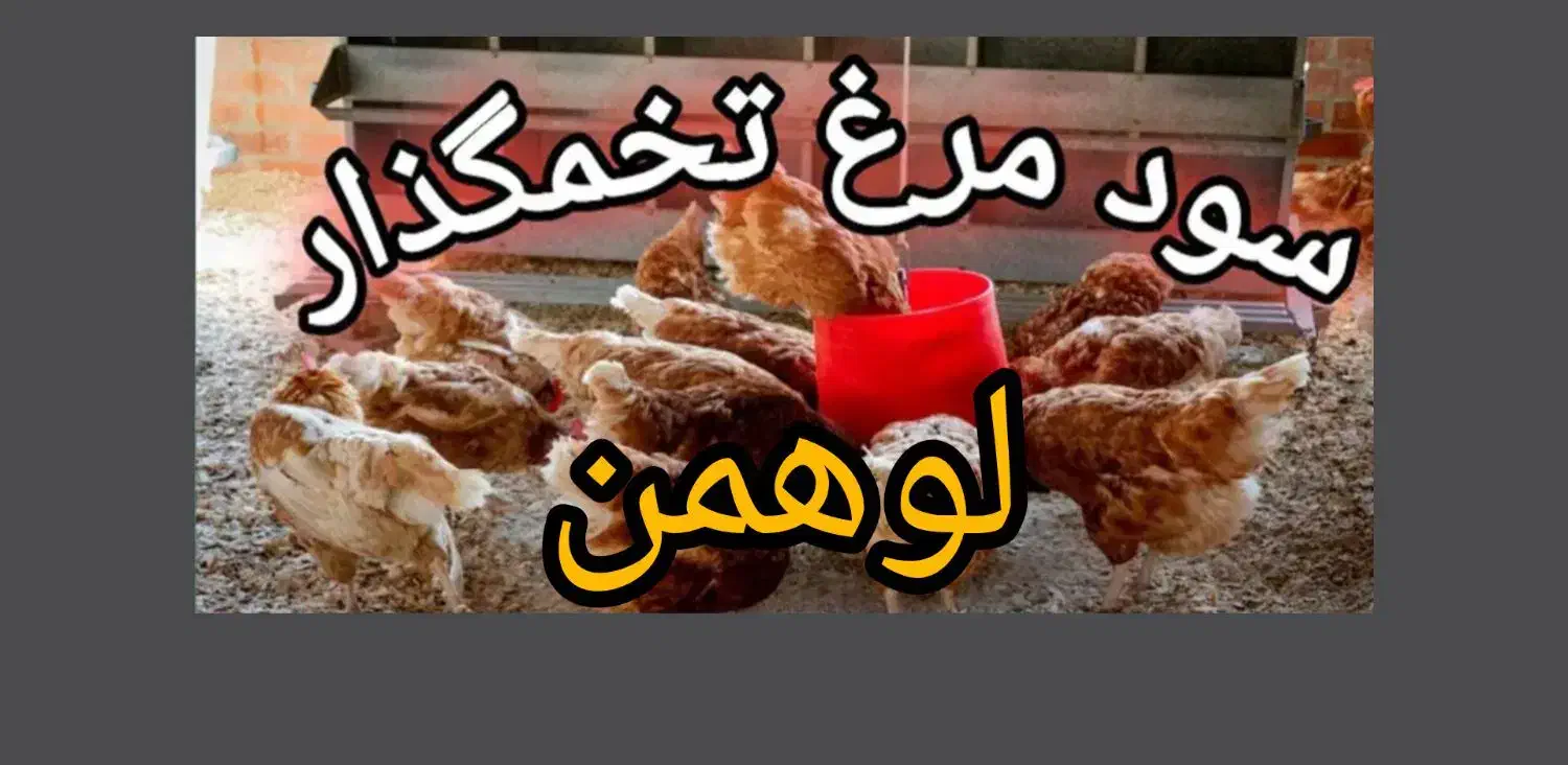 جوجه مرغ لوهمن ۱هفته ای تخم‌گذار،گلپایگانی،مرندی|حیوانات مزرعه|پاکدشت, پاکدشت (مامازند)|دیوار