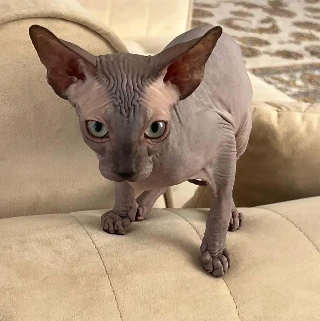 گربه اسفینکس|گربه|تهران, شهرک غرب|دیوار