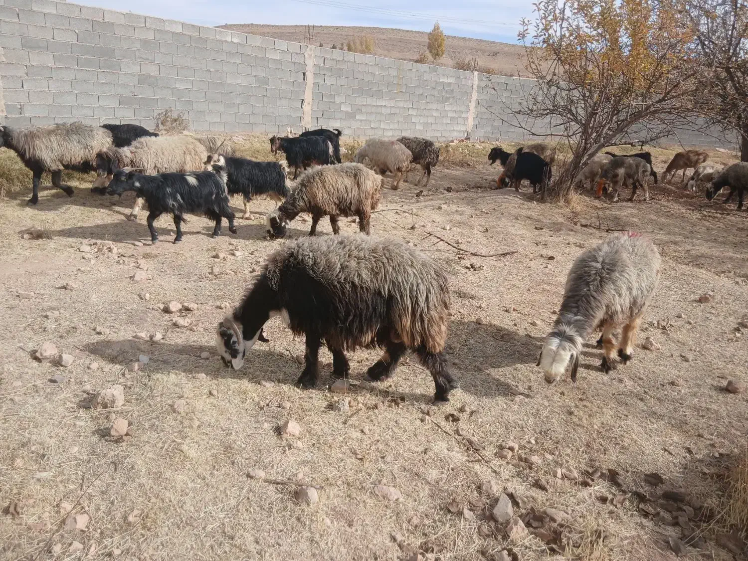 فروش،میش،بختیاری قنقر|حیوانات مزرعه|ارژن, |دیوار