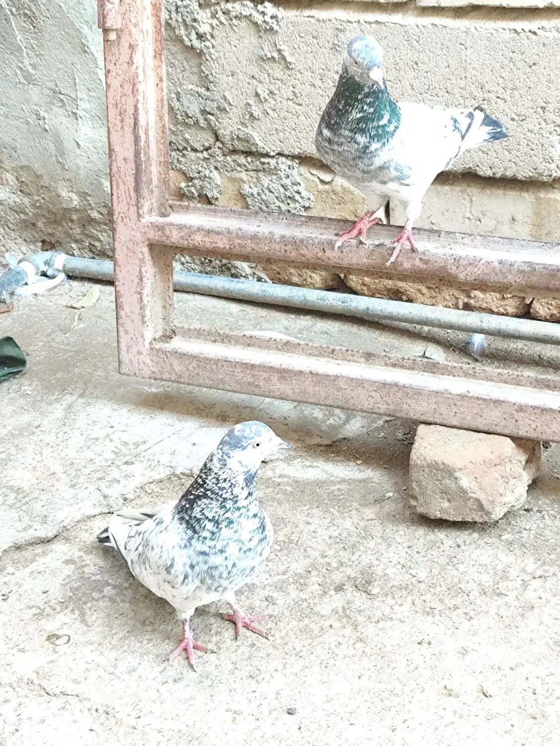 پرنده|پرنده|ایرانشهر, |دیوار