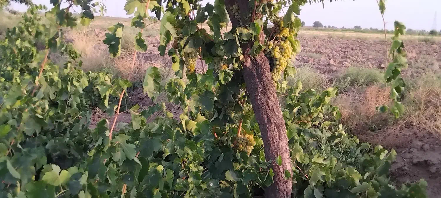 آب کشاورزی|فروش دفتر صنعتی، کشاورزی، تجاری|طاغنکوه, |دیوار