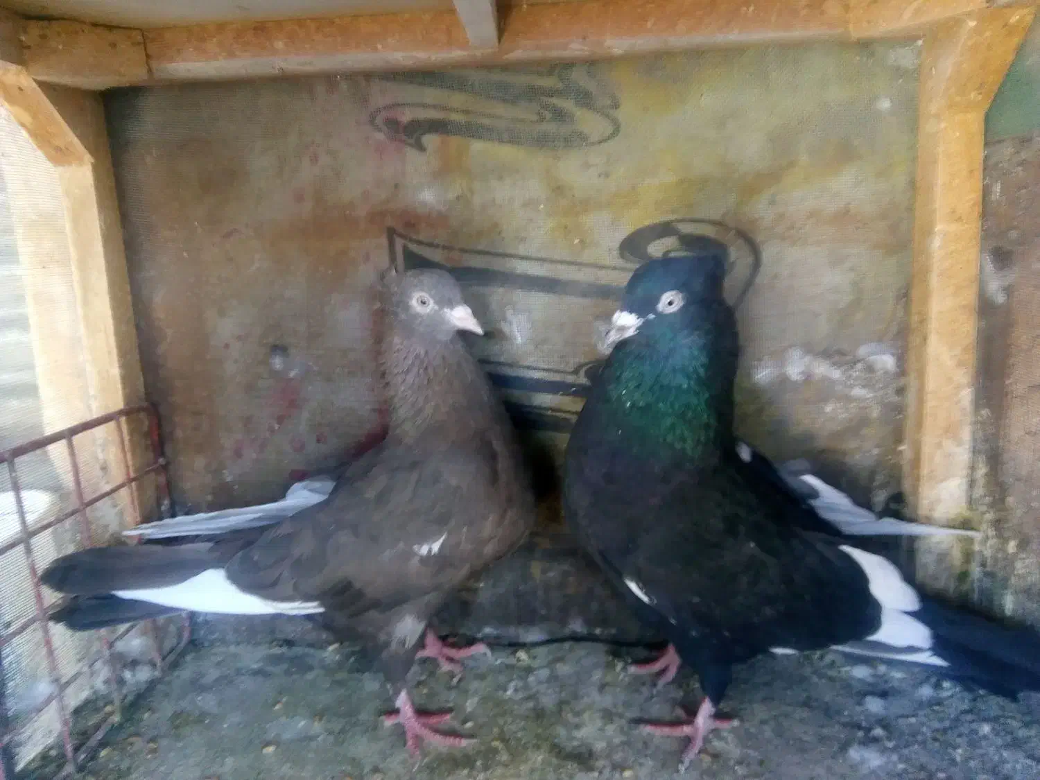 نروماده جفتگاه.   ‌جوجه کرمونی|پرنده|مشهد, آزادشهر|دیوار