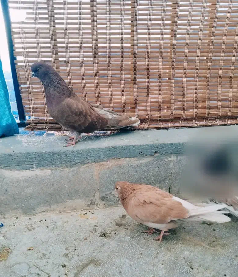 کبوتر|پرنده|پردیس, فاز ۲|دیوار