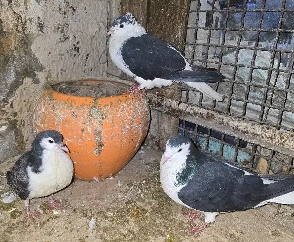 کفتر|پرنده|مشهد, فدک|دیوار