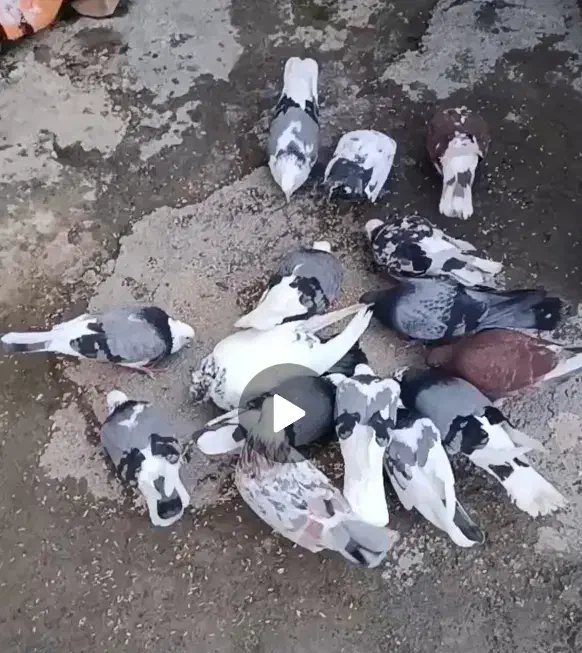 کبوتر|پرنده|نوشین شهر, |دیوار