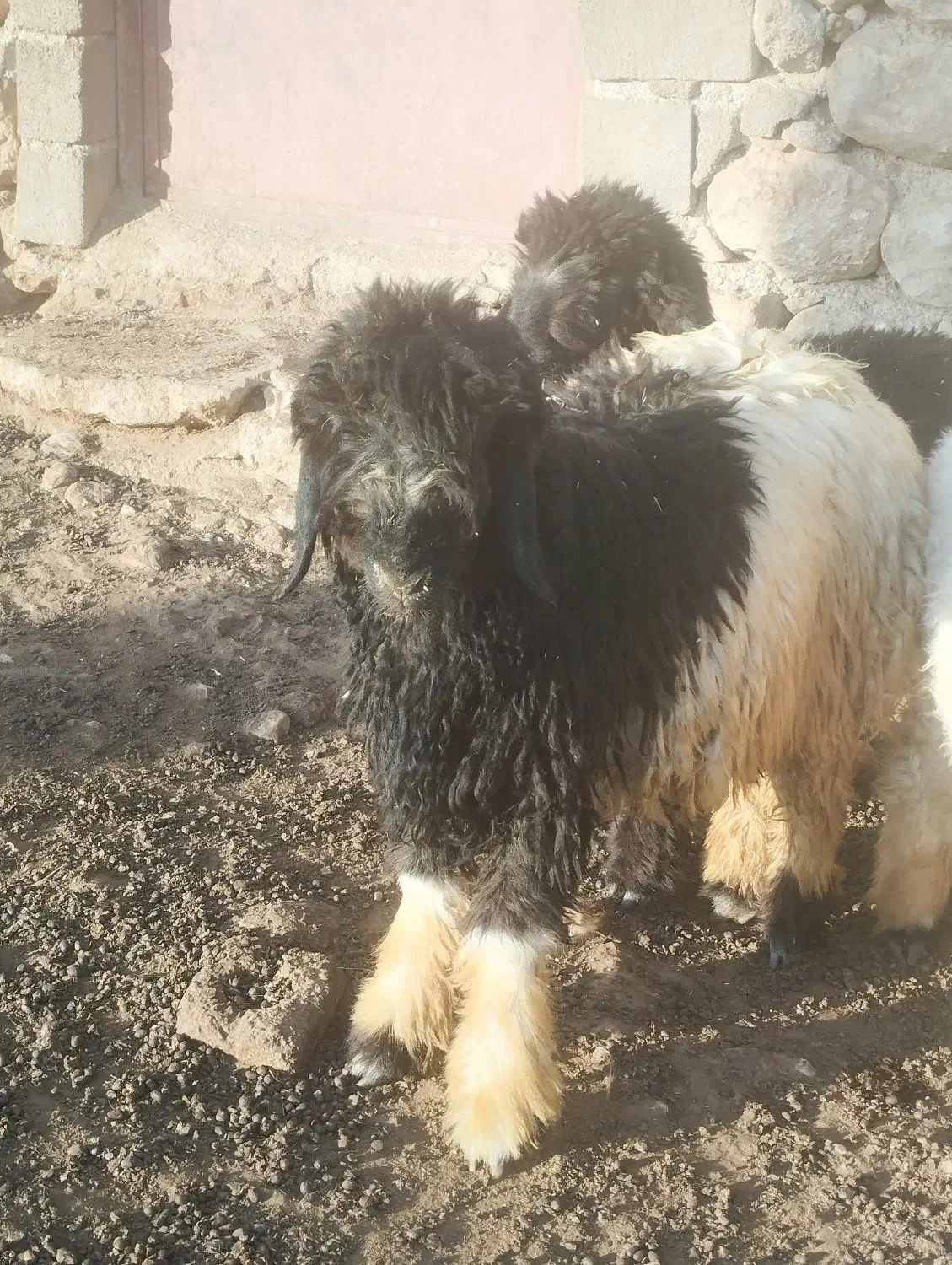 بره تخمی|حیوانات مزرعه|میانکوه, |دیوار