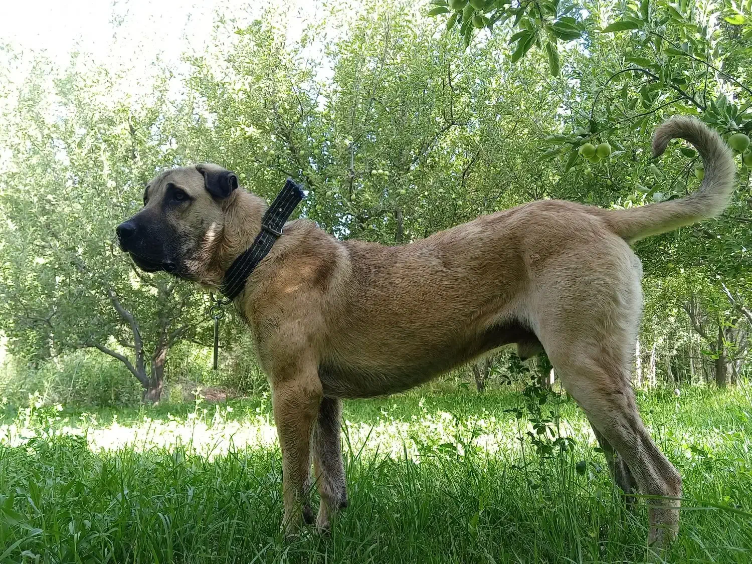 توله ۱۷ماهه پژدر|سگ|مراغه, |دیوار