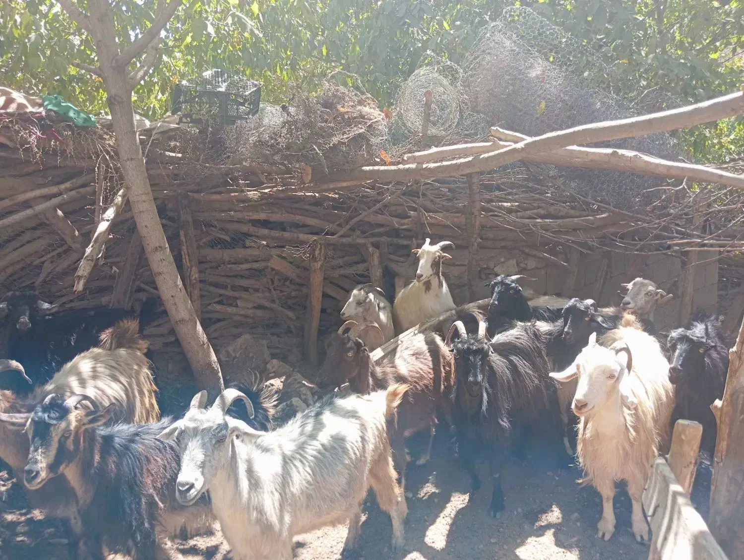 بز خوب داشتی|حیوانات مزرعه|مارگون, |دیوار