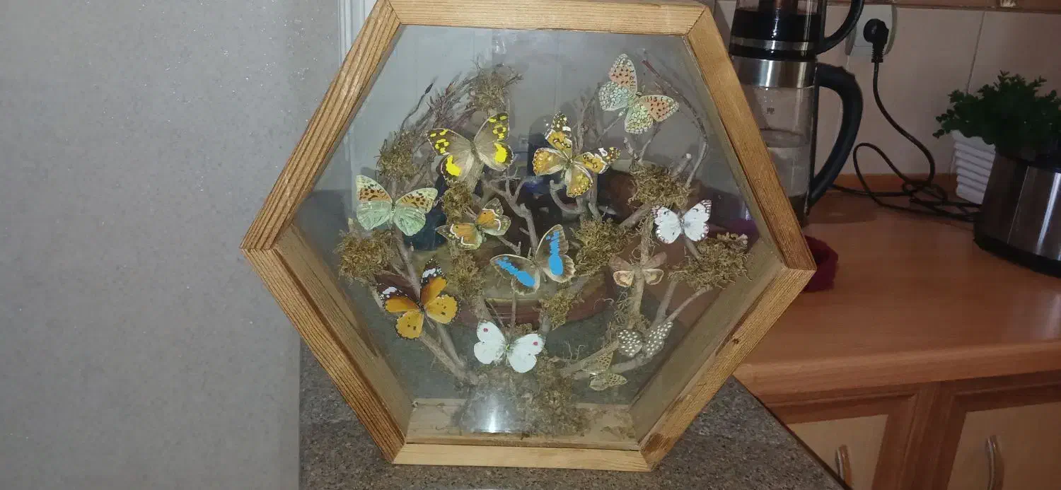 تابلو پروانه طبیعی بسیار زیبا|تابلو، نقاشی، عکس|تهران, افسریه جنوبی|دیوار