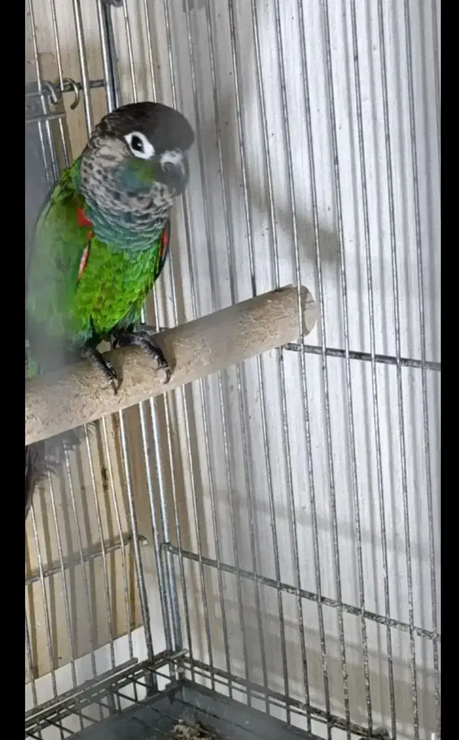 طوطی گرینچیک شیطون و زرنگ|پرنده|نجف‌آباد, فردوسی شمالی|دیوار