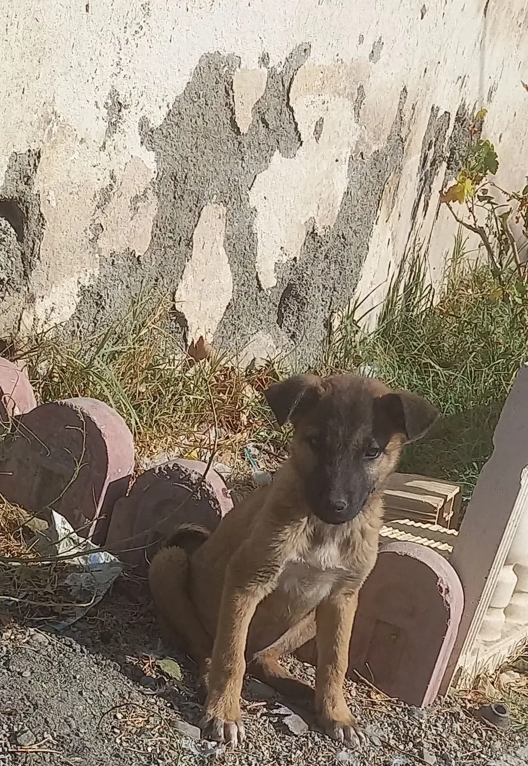 توله مالینویز|سگ|کرج, کوی کارمندان شمالی|دیوار