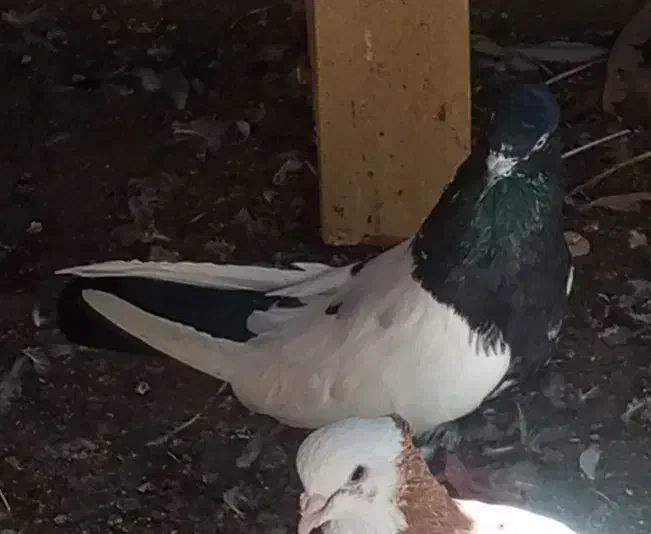 کفتر|پرنده|چابهار, |دیوار