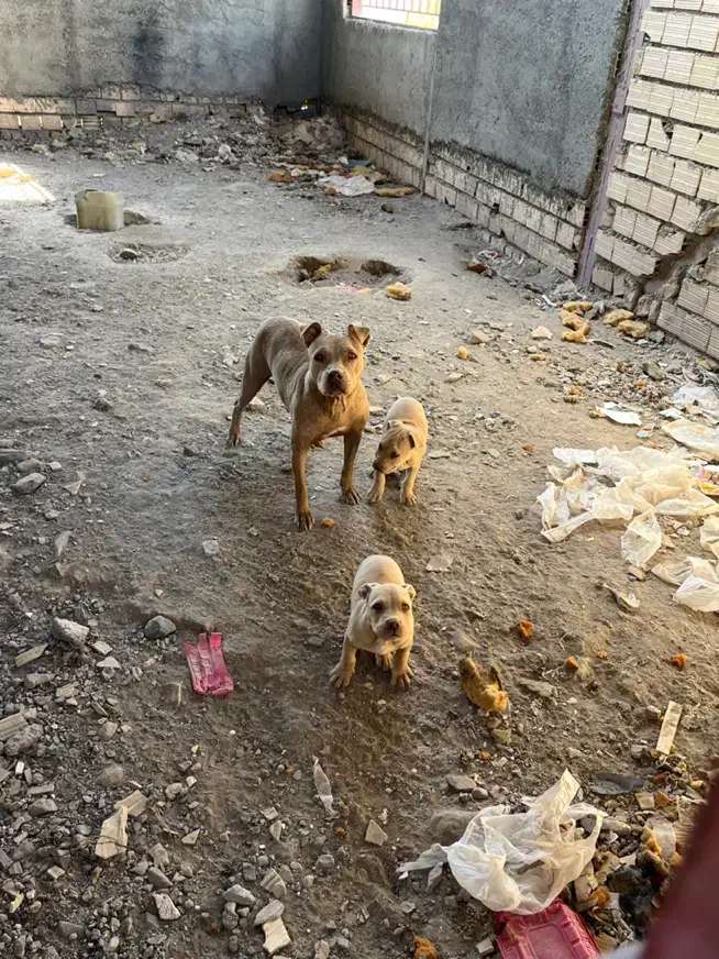 توله پیتبول|سگ|بیرجند, |دیوار