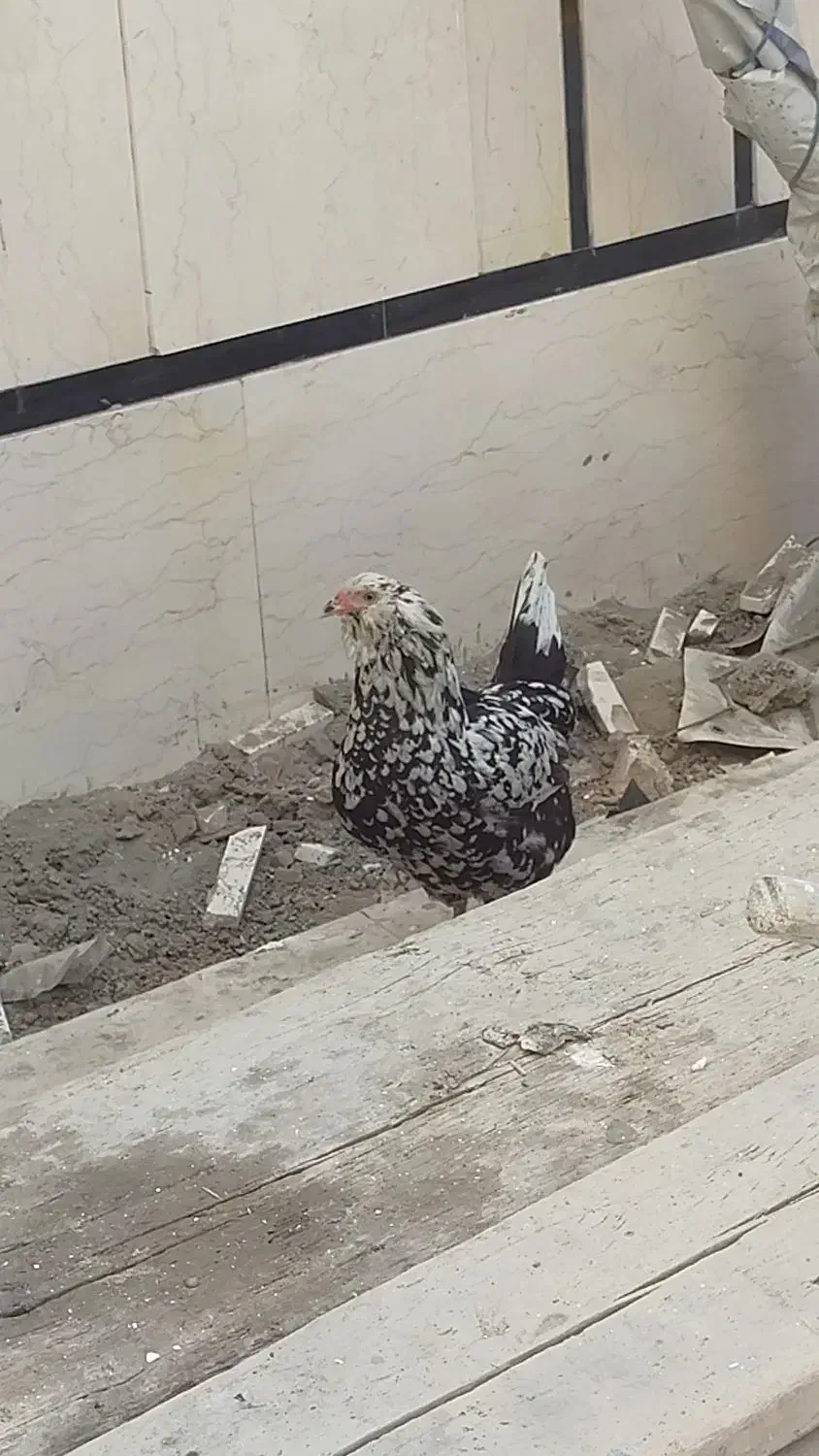 مرغ خروس گلین ریشو|حیوانات مزرعه|تهران, مشیریه|دیوار