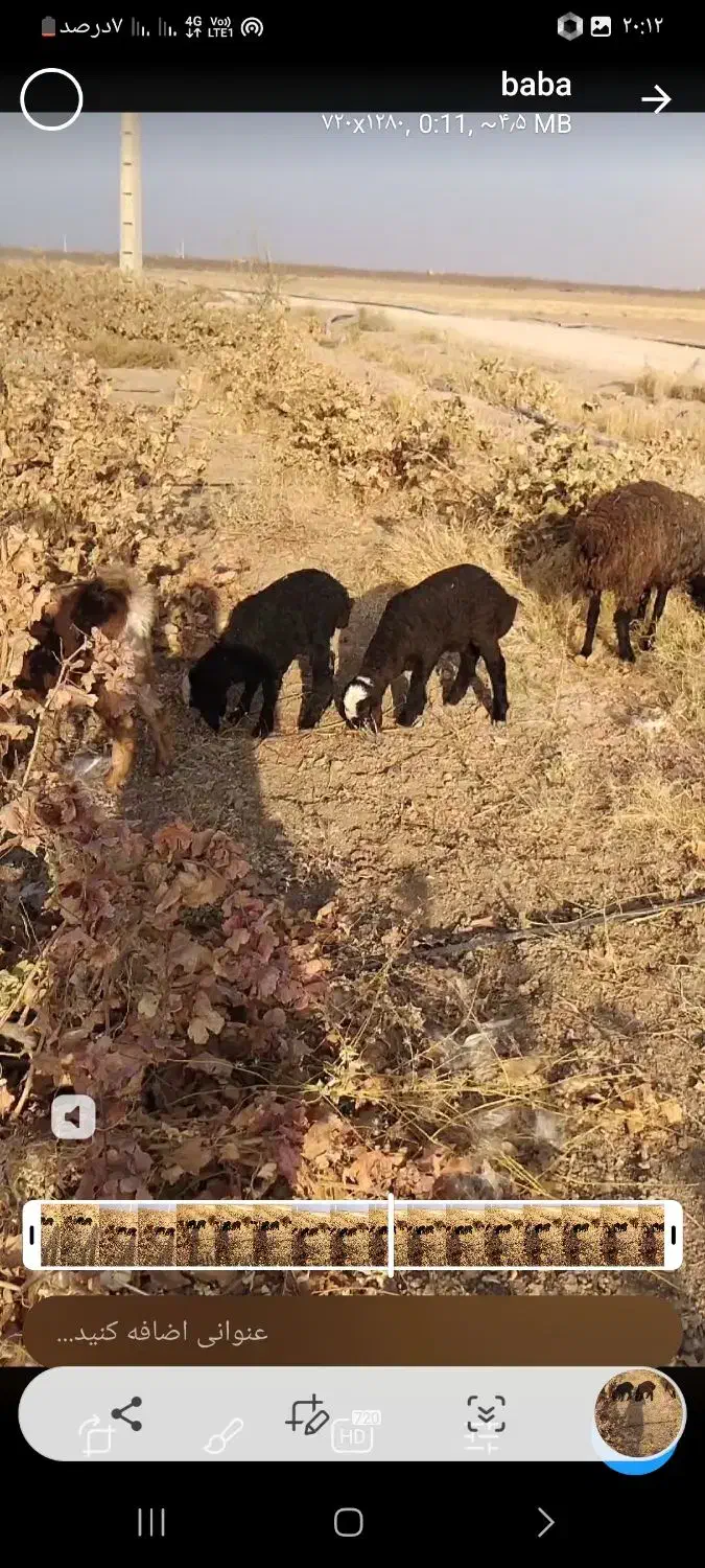 دو عدد بره نرشیر مست ۲عدد بره ماده پای قوچ|حیوانات مزرعه|تاکستان, |دیوار