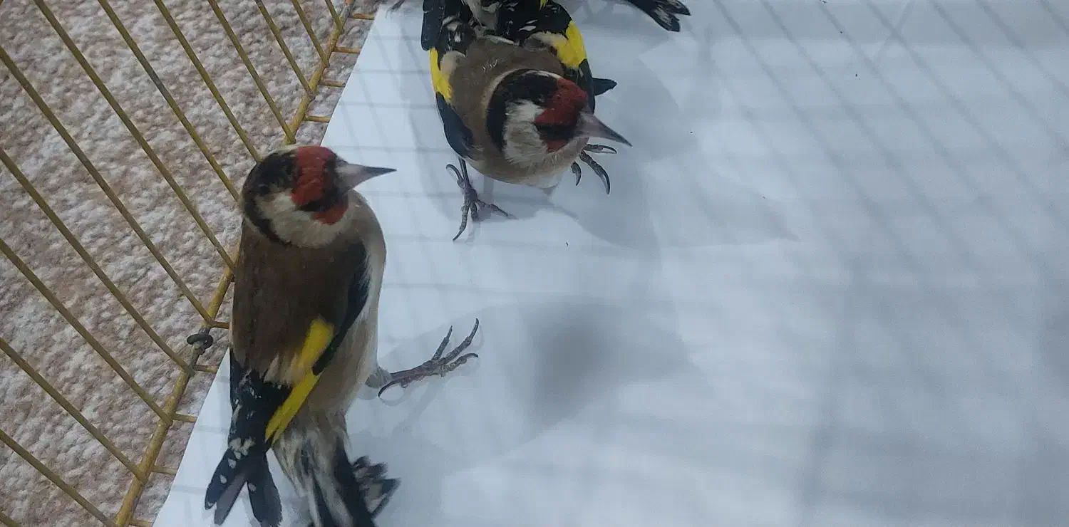 سهره بروجرد|پرنده|اندیمشک, |دیوار