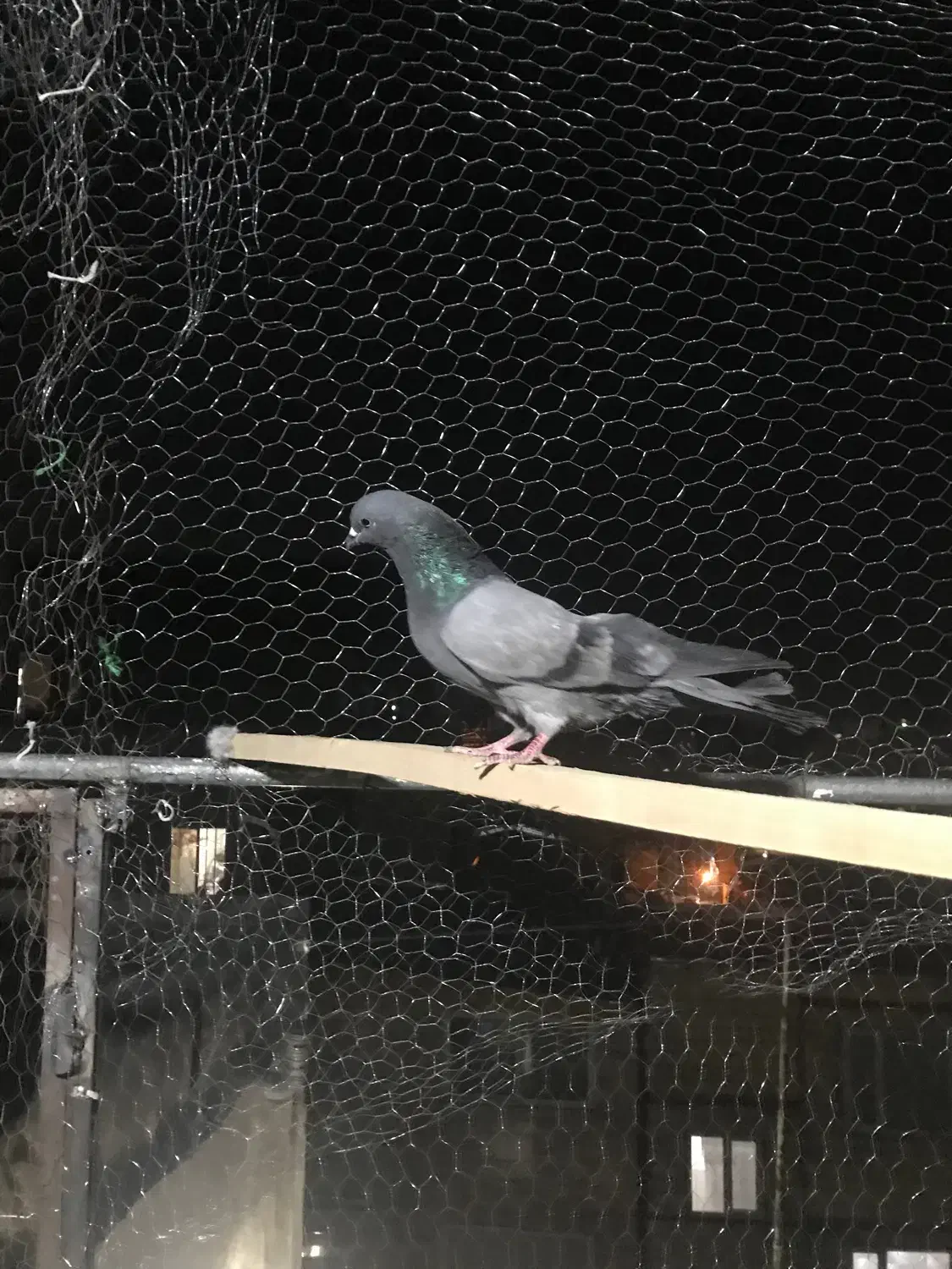 کفتر سبز|پرنده|مشکین‌دشت, |دیوار