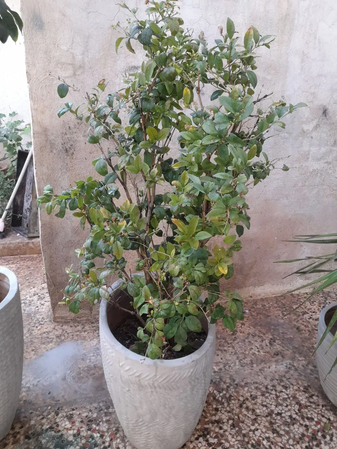 گل و گلدان|گل و گیاه طبیعی|طسوج, |دیوار