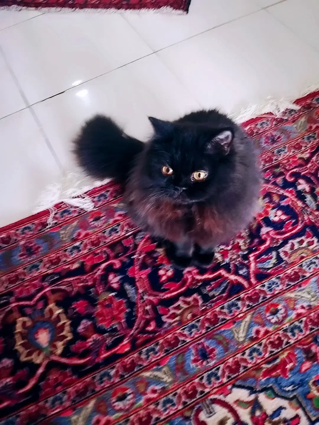 فروش بچه گربه چهار ونیم ماهه نژاد هیمالین|گربه|پرند, فاز ۶|دیوار