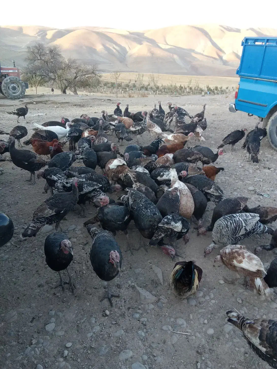 60عد بو قلمو|حیوانات مزرعه|هشترود, |دیوار