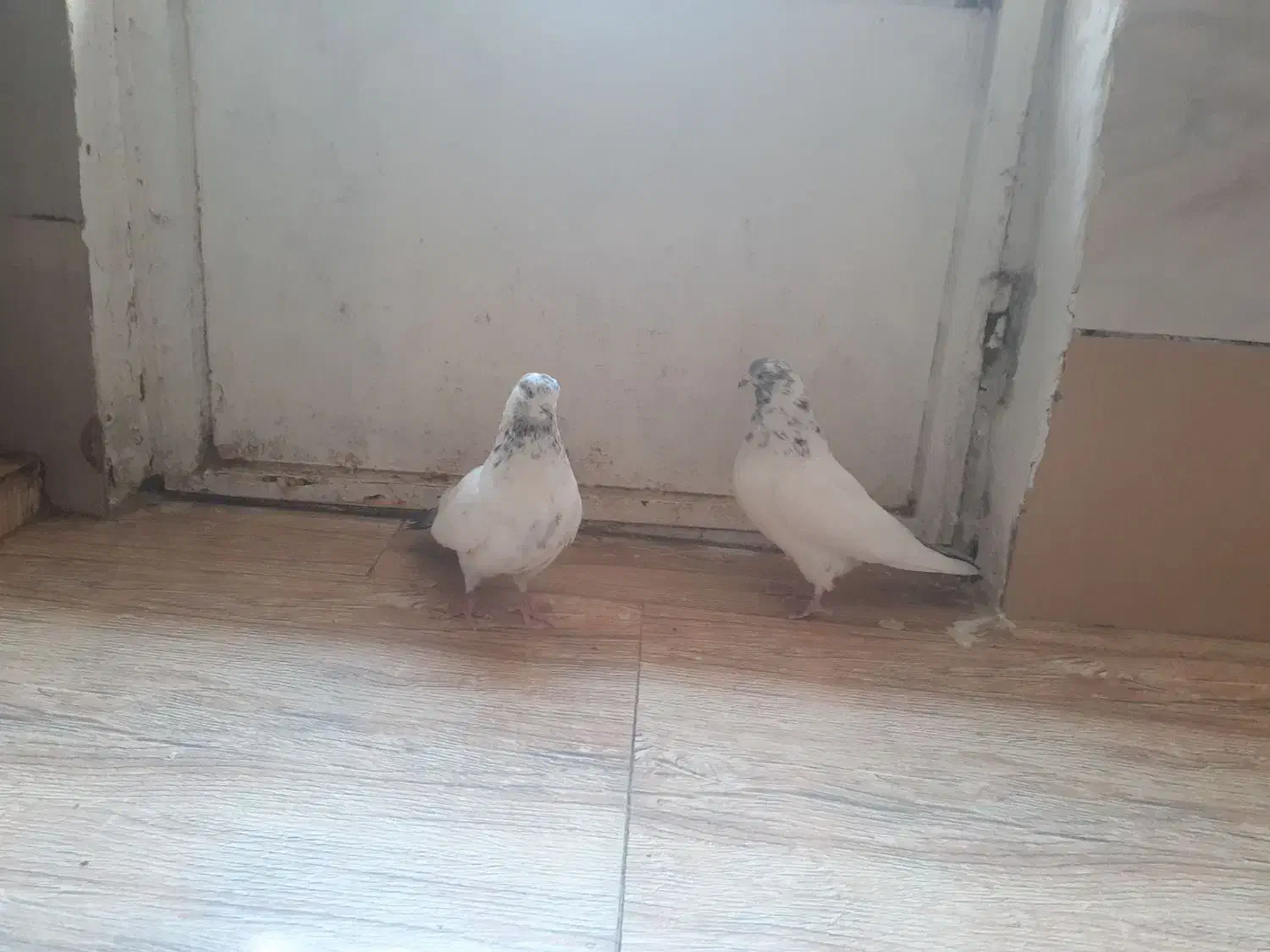 یه جفت کفتر کله دم سبز عطیقه|پرنده|ملایر, |دیوار