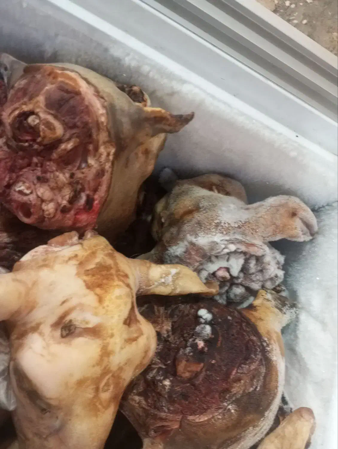 کله پاچه پاک شده .ایلام. به صورت عمده. ارسال داریم|خوردنی و آشامیدنی|ایلام, |دیوار