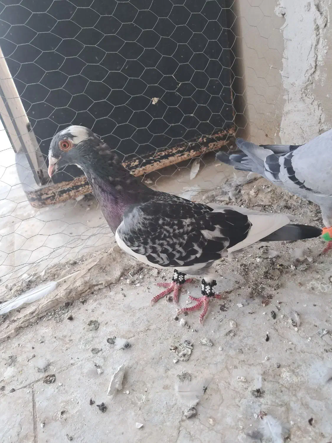 کبوترپلاکی|پرنده|سراوان, |دیوار