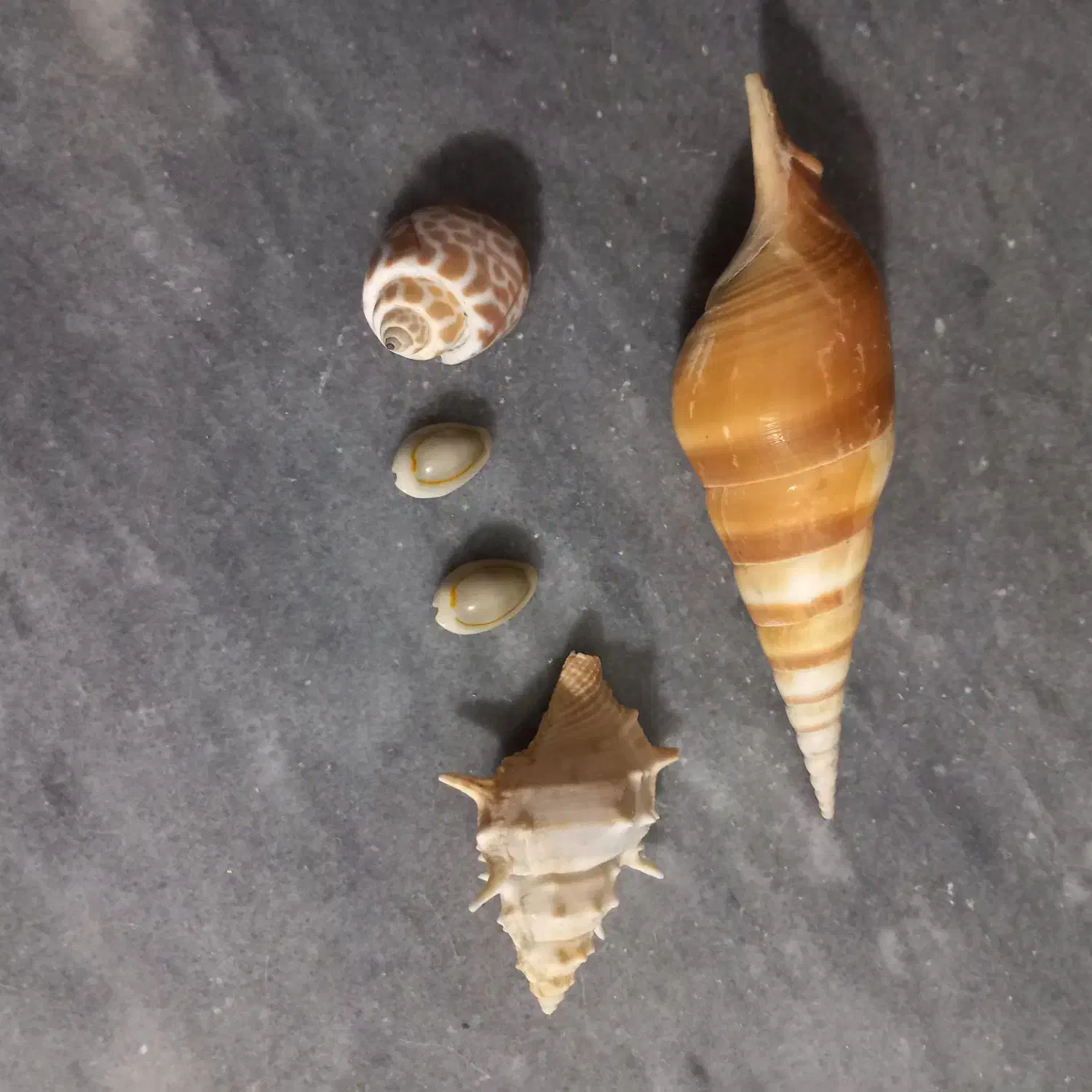 ۵ عدد صدف|ماهی|الوند, |دیوار