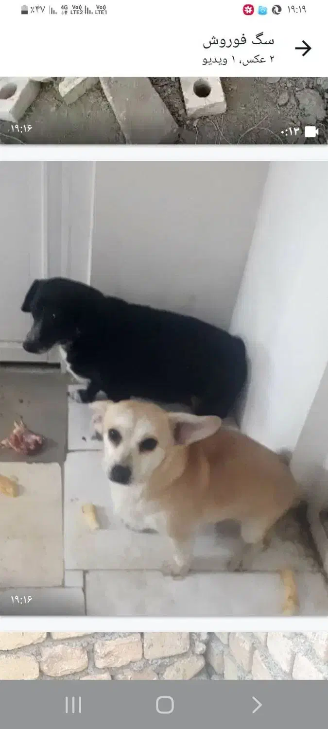 پت های فروشی|سگ|مشهد, فاطمیه|دیوار