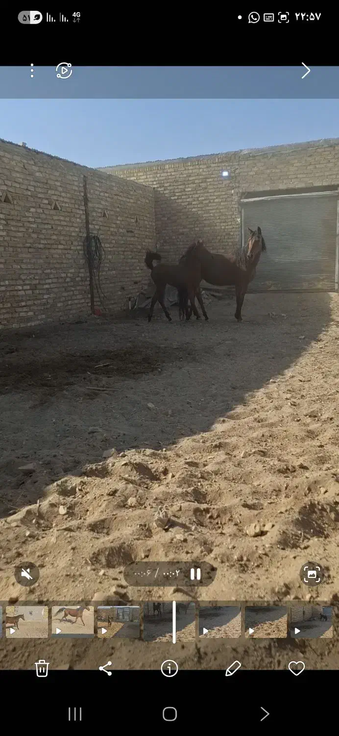 کره نریون کرد|اسب و تجهیزات اسب‌سواری|نظرآباد, نظرآباد|دیوار