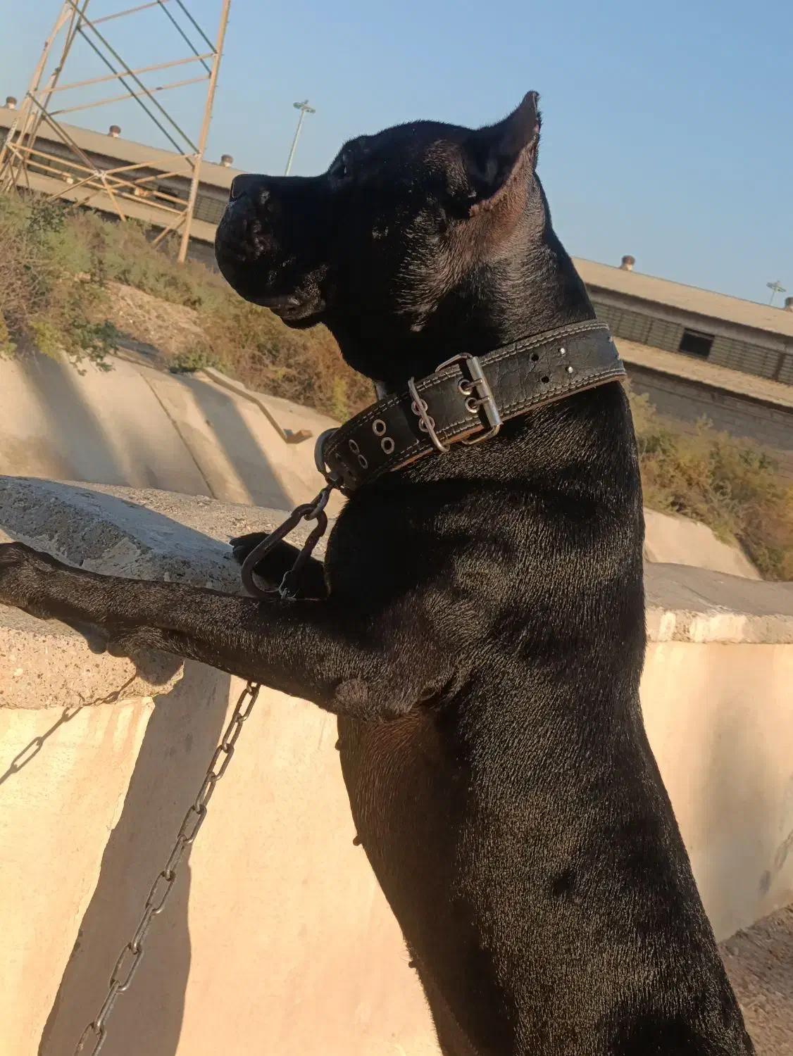 سگ پیتبول نر|سگ|بندر ماهشهر, |دیوار