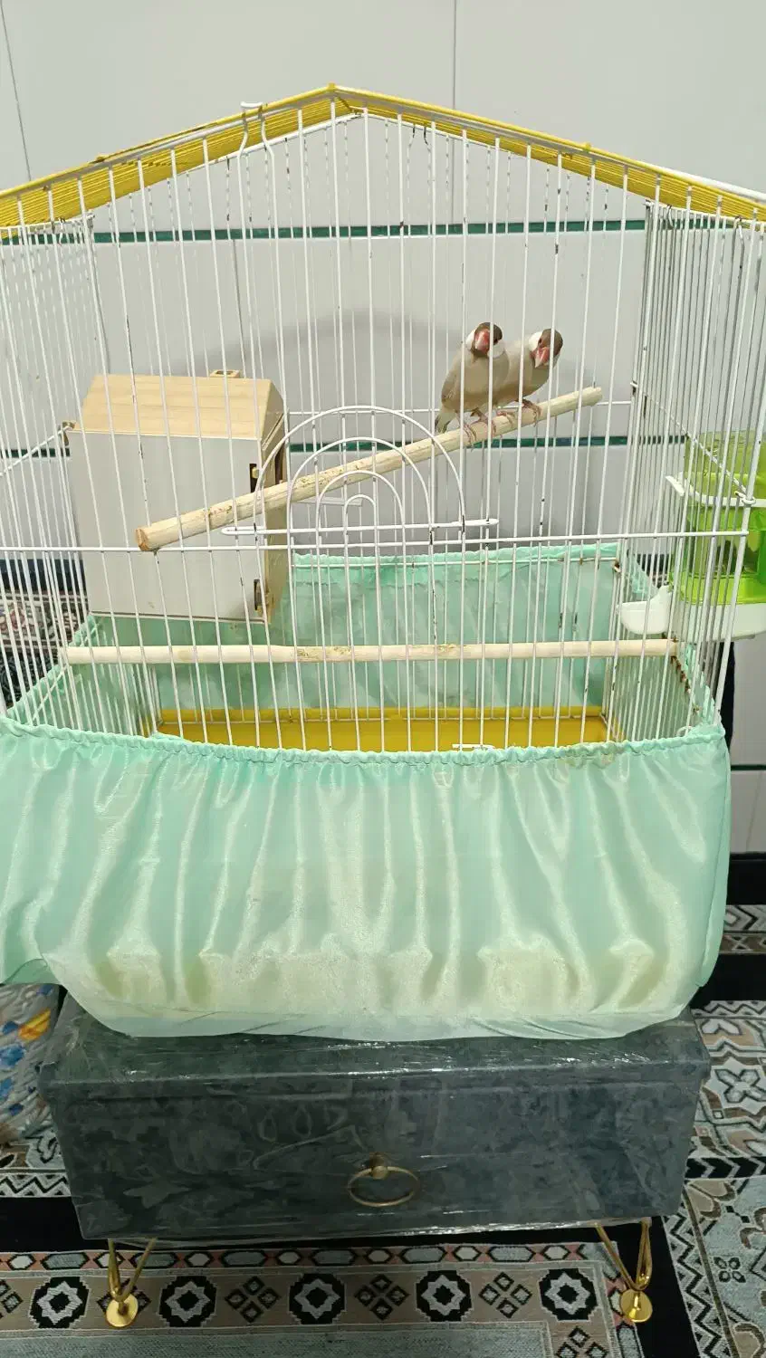 یک جفت فنچ نرگسی نسکافه ایی|پرنده|سمنان, |دیوار