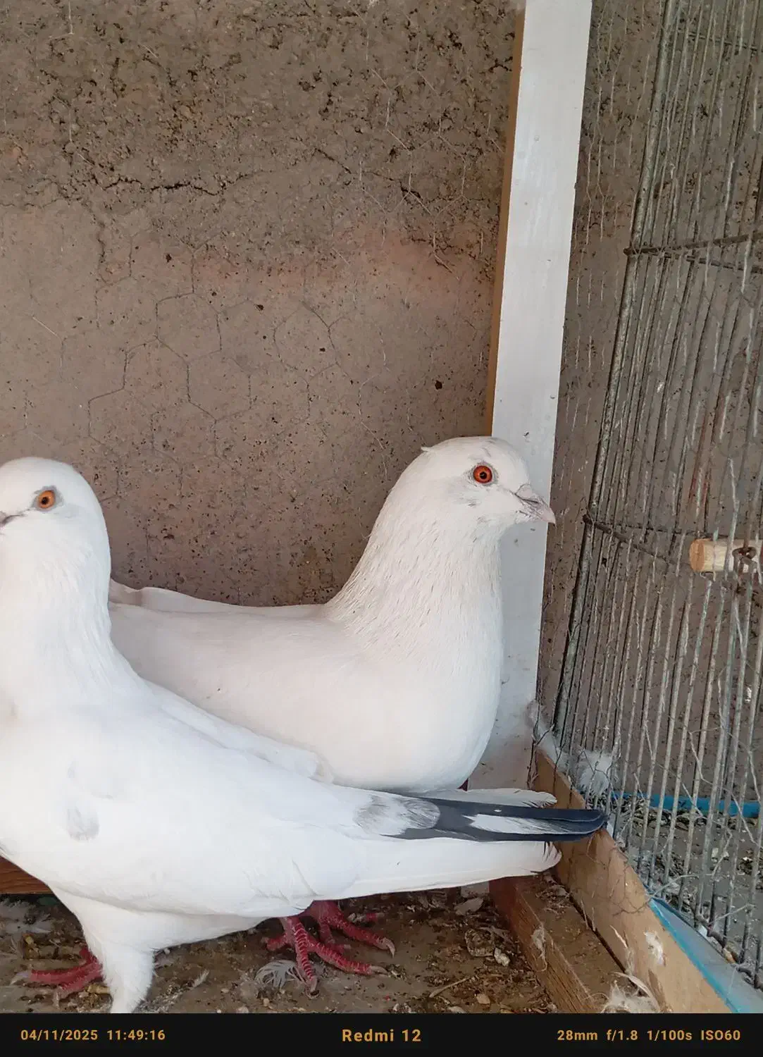 کفتر پرشی|پرنده|سیرجان, |دیوار