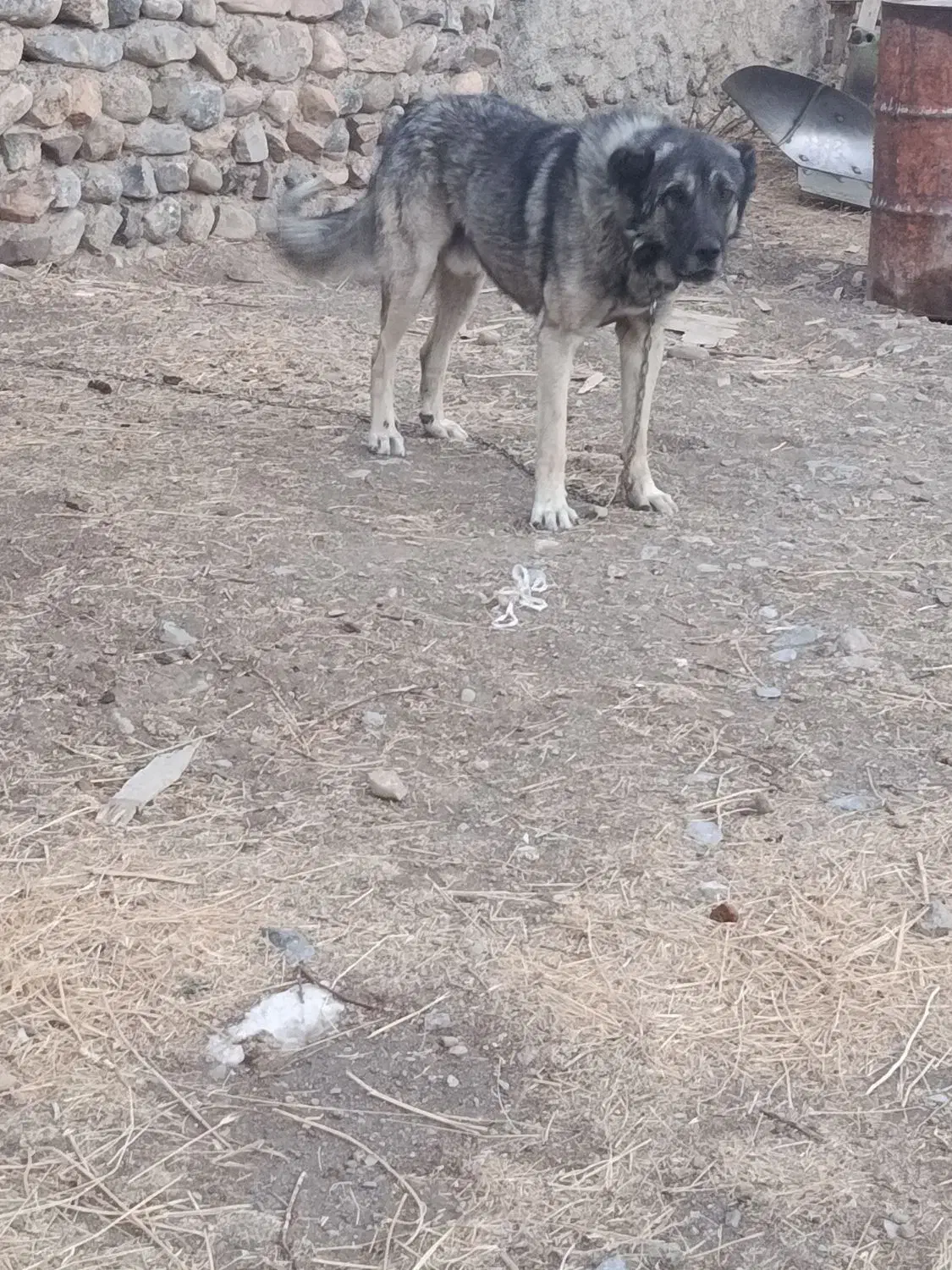 سگ سرابی|سگ|کندوان, |دیوار