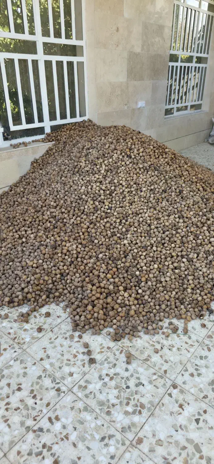 گردو خشک|عمدهفروشی|شیراز, گویم|دیوار