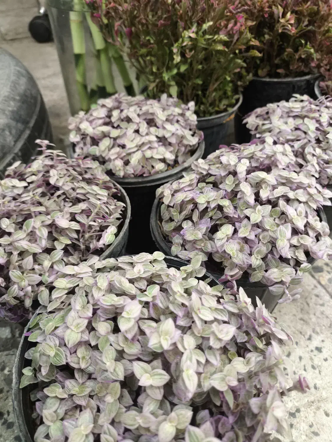 گل و گیاه آپارتمانی کالیسیا|گل و گیاه طبیعی|تهران, عبدلآباد|دیوار