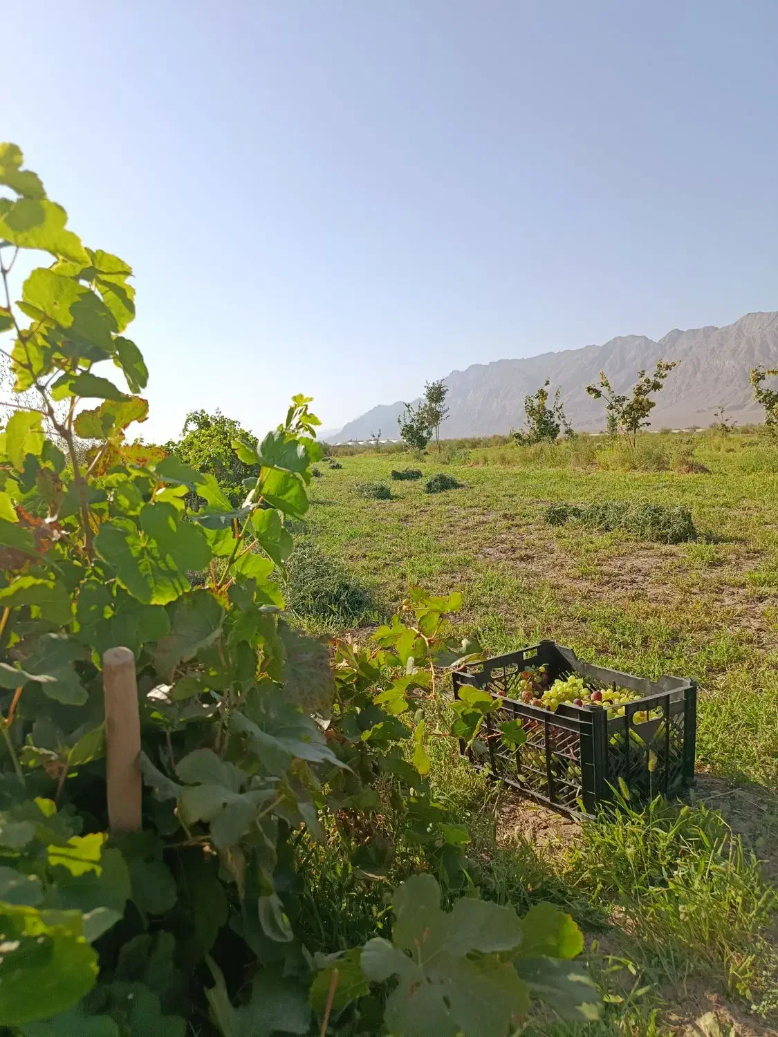 زمین کشاورزی راین|فروش زمین و ملک کلنگی|راین, |دیوار