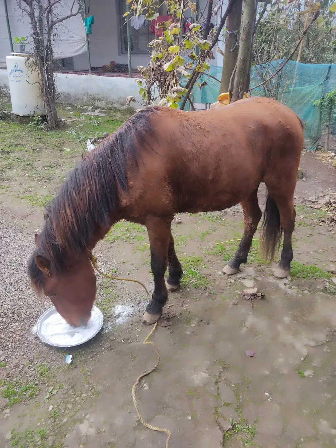 اسب جوان3ساله اروم باری سواری گعله دار فروشی|حیوانات مزرعه|چوبر, |دیوار