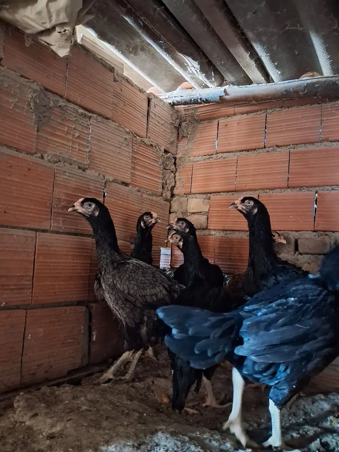 مرغ لاری|حیوانات مزرعه|مینودشت, |دیوار